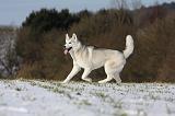 SIBERIAN HUSKY 423